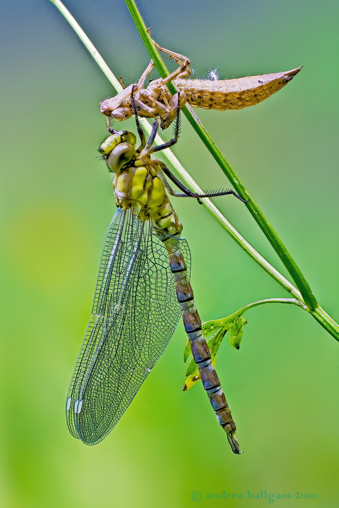 Nascita di un''Aeschna .... suppongo cyanea